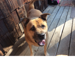 My doggy is mine nobody else’s