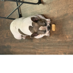 Frenchie Fryss