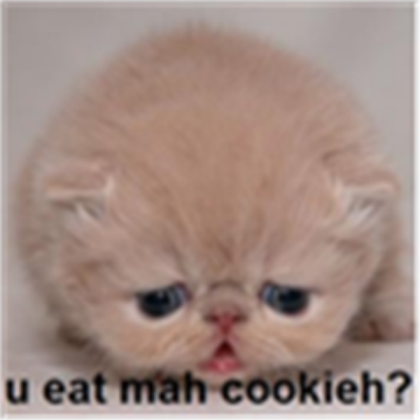 cute kitty Roblox decal