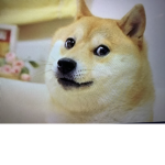 DOGE THE OFFICIAL GROUP!!!