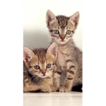 #catgroup