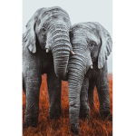 Elephant Group Fans