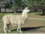 LLAMAS DE CORAZÓN ÚvÚ