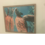 Great grouper