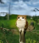 amazing cat bird hybrid