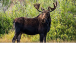 Moose Moose Club