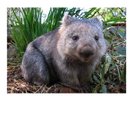 Wombat Defense Team