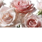 The official flower group