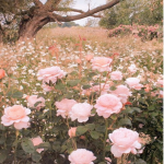 Soft Blossom Aesthetic<3