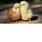 chick squad rad rockstar