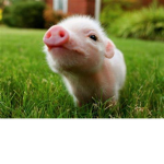The pig empire!