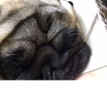 Hugs4pugs