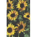 Sunflower_XXX