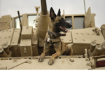 la united dogs