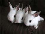 The Cute Bunnies