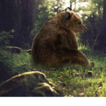 GamerBears