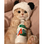 catty0.0