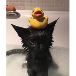 miau !!