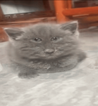 DripDroper