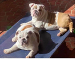 #British bulldogs