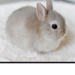 Baby Bunny army!