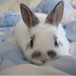 ✧