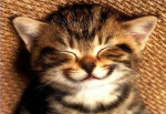 cat :3 meow