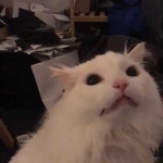 I lily