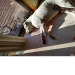 Dog talk & Art/drawing
