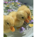 Duckies r cute <33