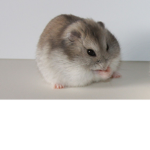 HM - Hamster Mafia
