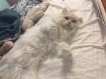 MEOW MEW!!