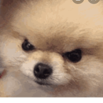 Doggos da best