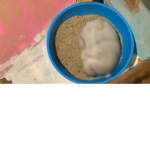 Imposter’s Cage
