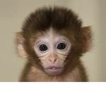 The monke religion