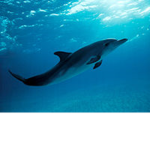 Dolphin ®