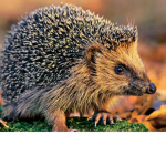 *Die Igel*