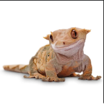 The geckos club