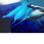 Hammerhead Shark Protectors