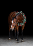 Ω Rocky Ridge Stables Ω