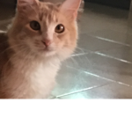 lＳｋｙｎｅｒｓl