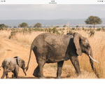 peachy elephants x