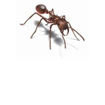 Fire Ant United’s