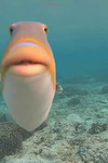 The Fishington Foundation