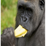 Cult of monke banana