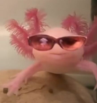 『Axolotl Community』