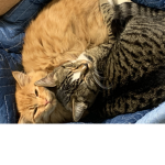 Meow kitty group!