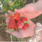 strawberry ramune*+