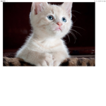Cupcake kittin