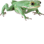 The Green Frogs Club